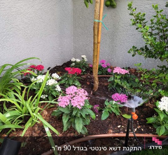 צינור השקיה, פרחים צבעוניים, עץ קטן, מערכת השקיה